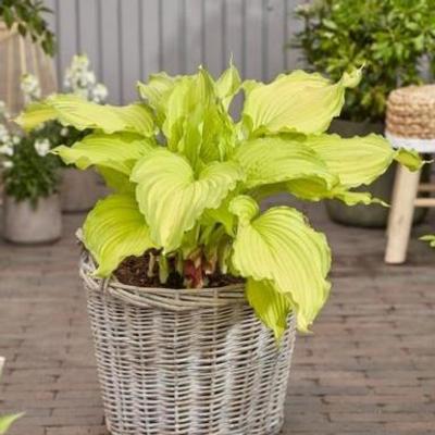 Hosta 'First Dance'